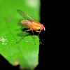 Slender Orange Bush Fly