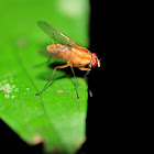 Slender Orange Bush Fly