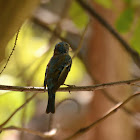 Blue-black Grassquit