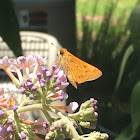 Fiery Skipper