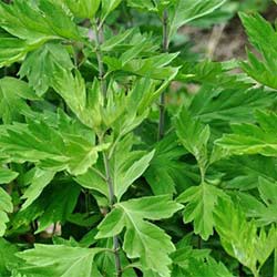 艾草 wormwood mugwort