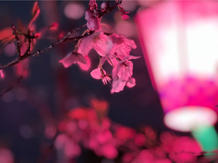 プリウスの桜とコラボ・zvw51・iPhone13pro・目指せPickUpCarsに関するカスタム事例の投稿画像3枚目