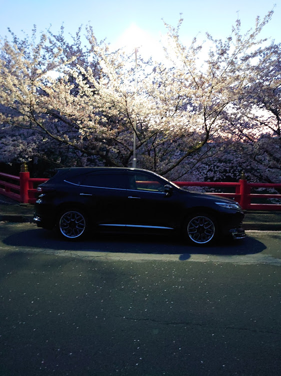 ハリアーの桜とコラボ・サクラと愛車・桜・目指せPickUpCars・ドライブに関するカスタム事例の投稿画像3枚目
