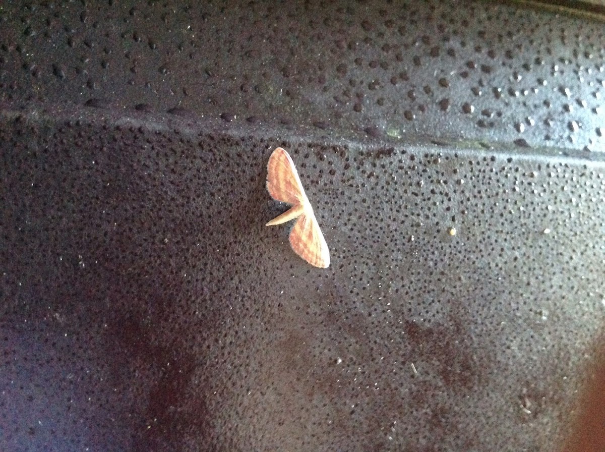 A Reddish Brown And Yellow Moth