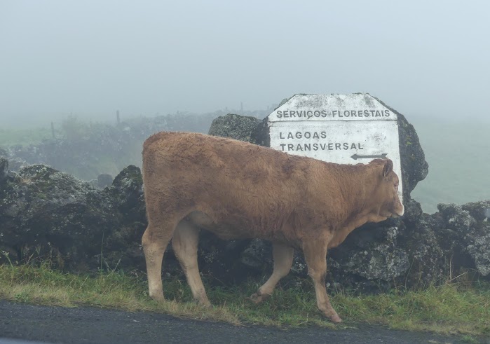 AZORES, 5 ISLAS POR UN PELO: PICO, SÃO JORGE, FAIAL, FLORES Y CORVO - Blogs de Portugal - PICO: DÍA DE LAGUNAS Y VACAS EN LA NIEBLA, VIÑAS Y FURNAS (2)