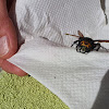 mammoth wasp