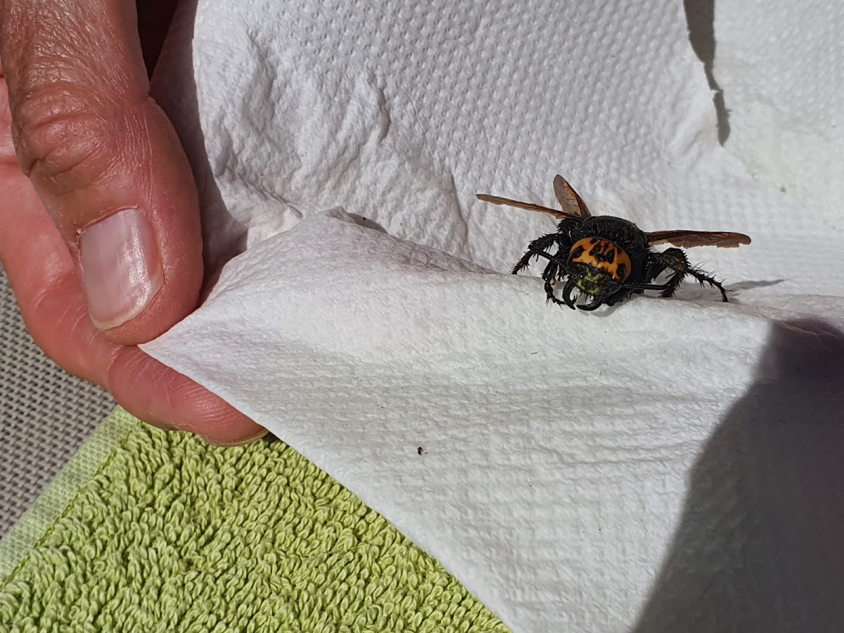 mammoth wasp