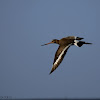 Black Tailed Godwit