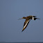 Black Tailed Godwit