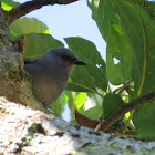 Golden-chevroned Tanager