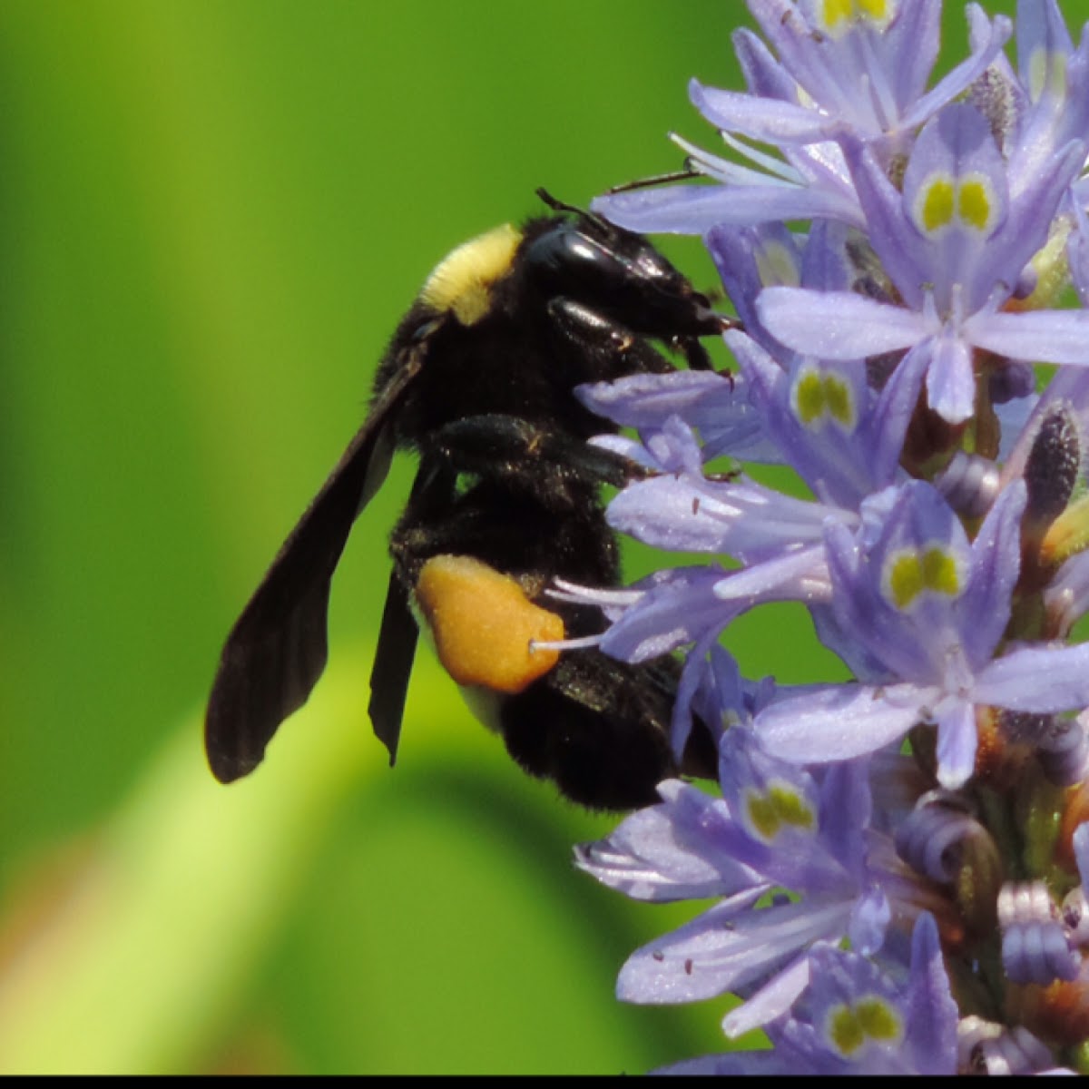 American Bumblebee