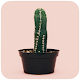 Download Cactus Wallpaper For PC Windows and Mac 1.01