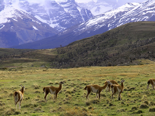 P1010052.JPG - Guanaco posing in Patagonia