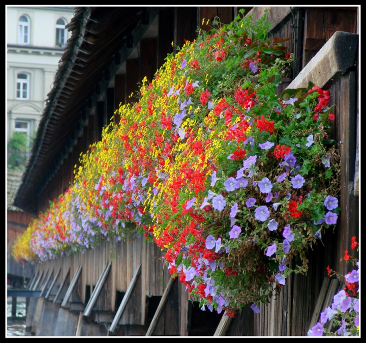 Ponte in fiore. di ETTORE STABILINI