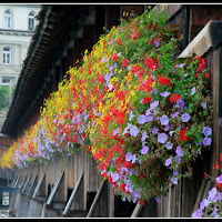 Ponte in fiore. di 