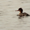 Red-breasted merganser - female