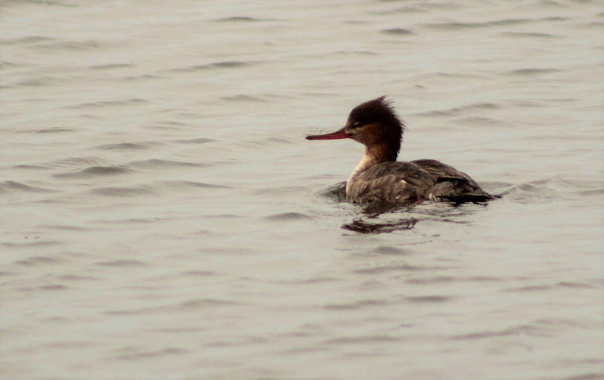 Red-breasted merganser - female