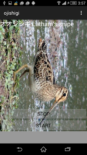 Birds singing Latham's Snipe