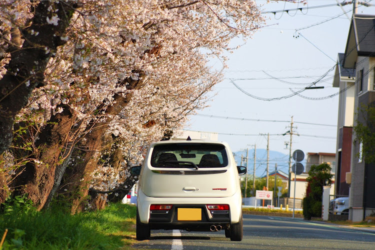 アルトワークスの桜と愛車・4月もよろしくお願い致します🌸・ゾロ目逃した･･･😭・事故から復活に関するカスタム事例の投稿画像1枚目