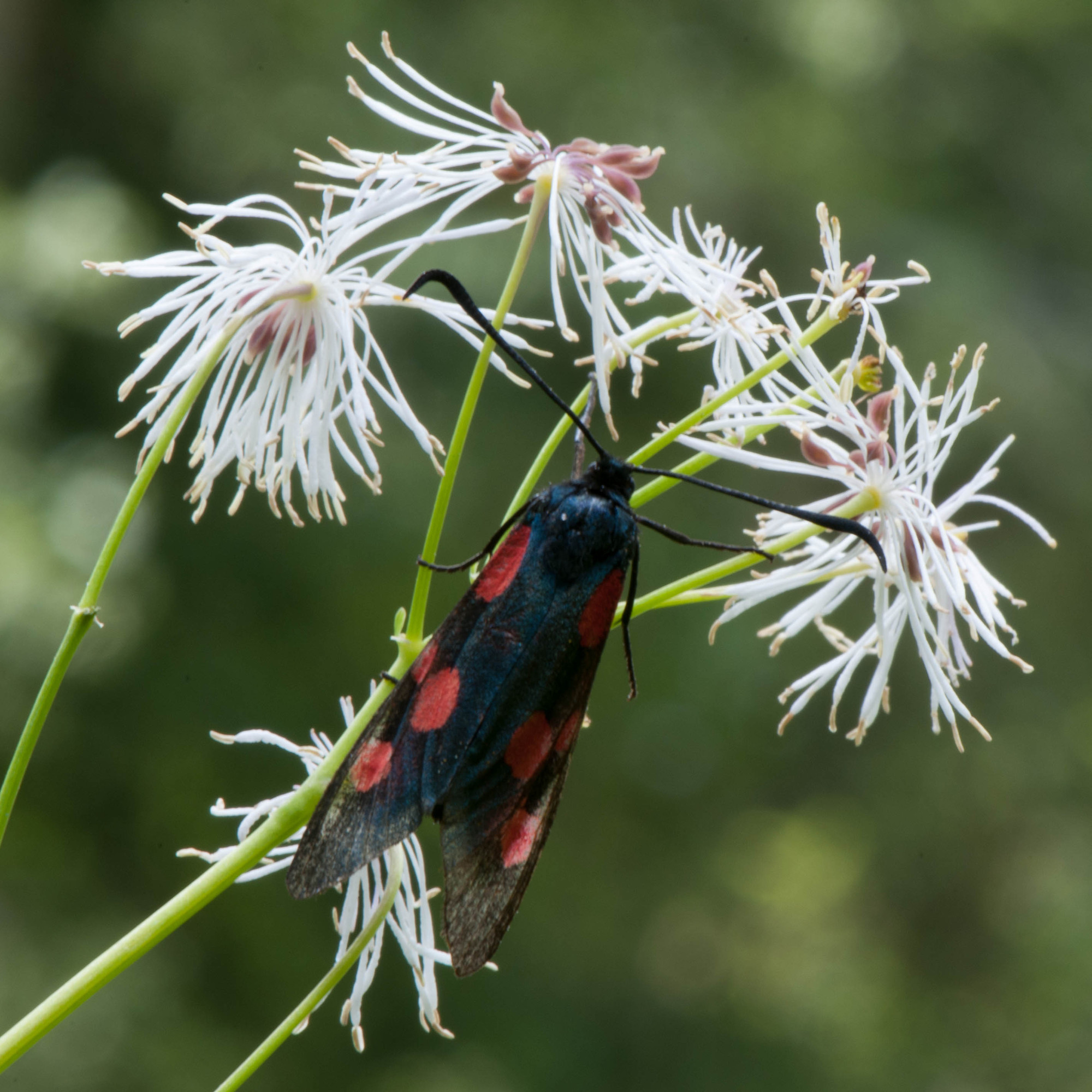 tra i fiori di panagor