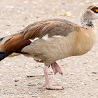 Egyptian Goose