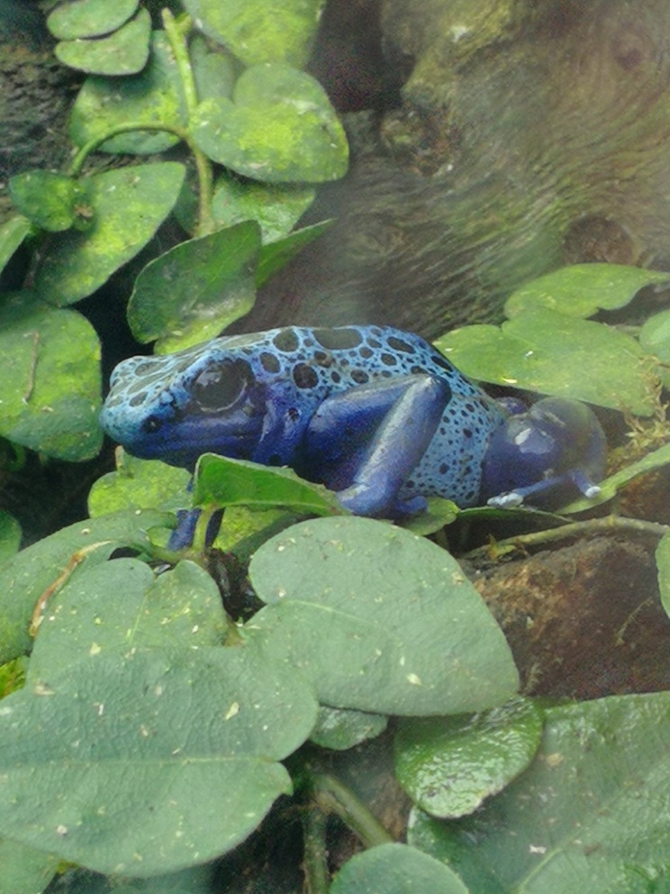 Blue Poison Dart Frog