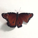 Queen Butterfly ( Male )