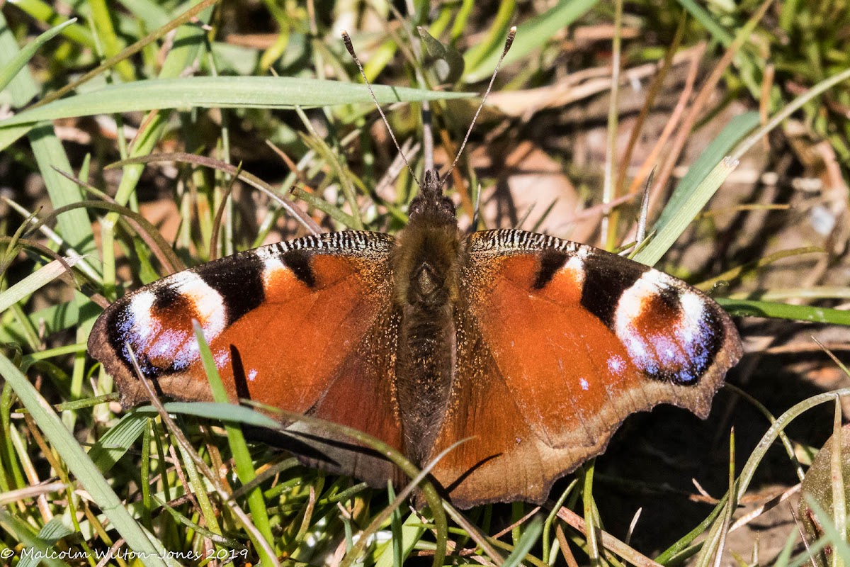 Peacock