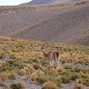 Guanaco