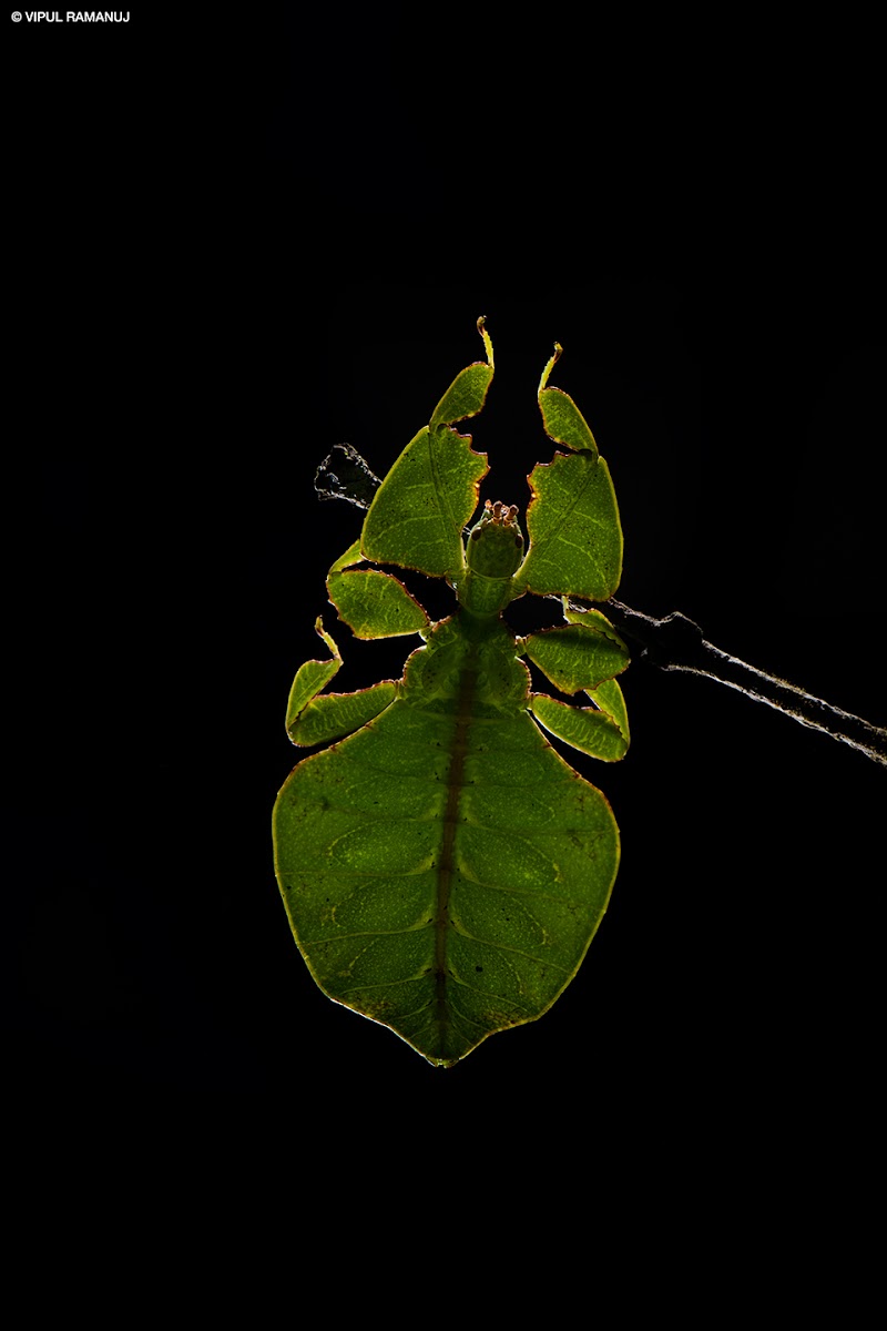 Leaf Insect