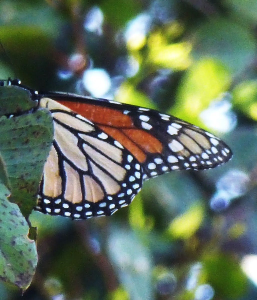 Monarch Butterfly