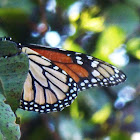 Monarch Butterfly