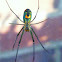 Long Jawed Orbweaver