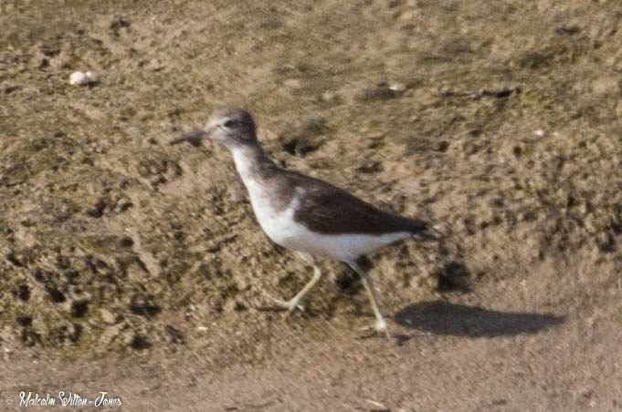 Common Sandpiper