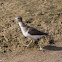 Common Sandpiper