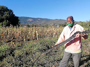 Limpopo farmer Harold Ramahala with the   remnants of a burnt drip irrigation system on his farm at Mohlaka Mosoma village in Bolobedu. /PETER RAMOTHWALA