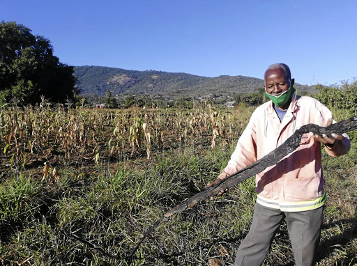 Limpopo farmer Harold Ramahala with the remnants of a burnt drip irrigation system on his farm at Mohlaka Mosoma village in Bolobedu. /PETER RAMOTHWALA