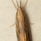 Crambid Snout Moth