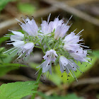 Virginia Waterleaf