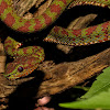 Philippine Pit Viper