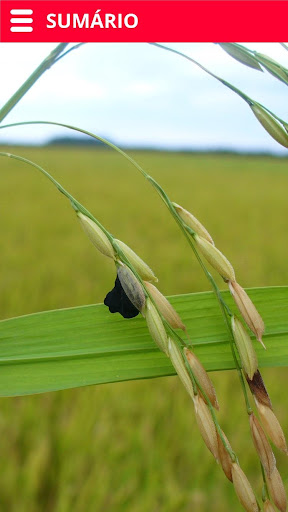 Doenças do Arroz