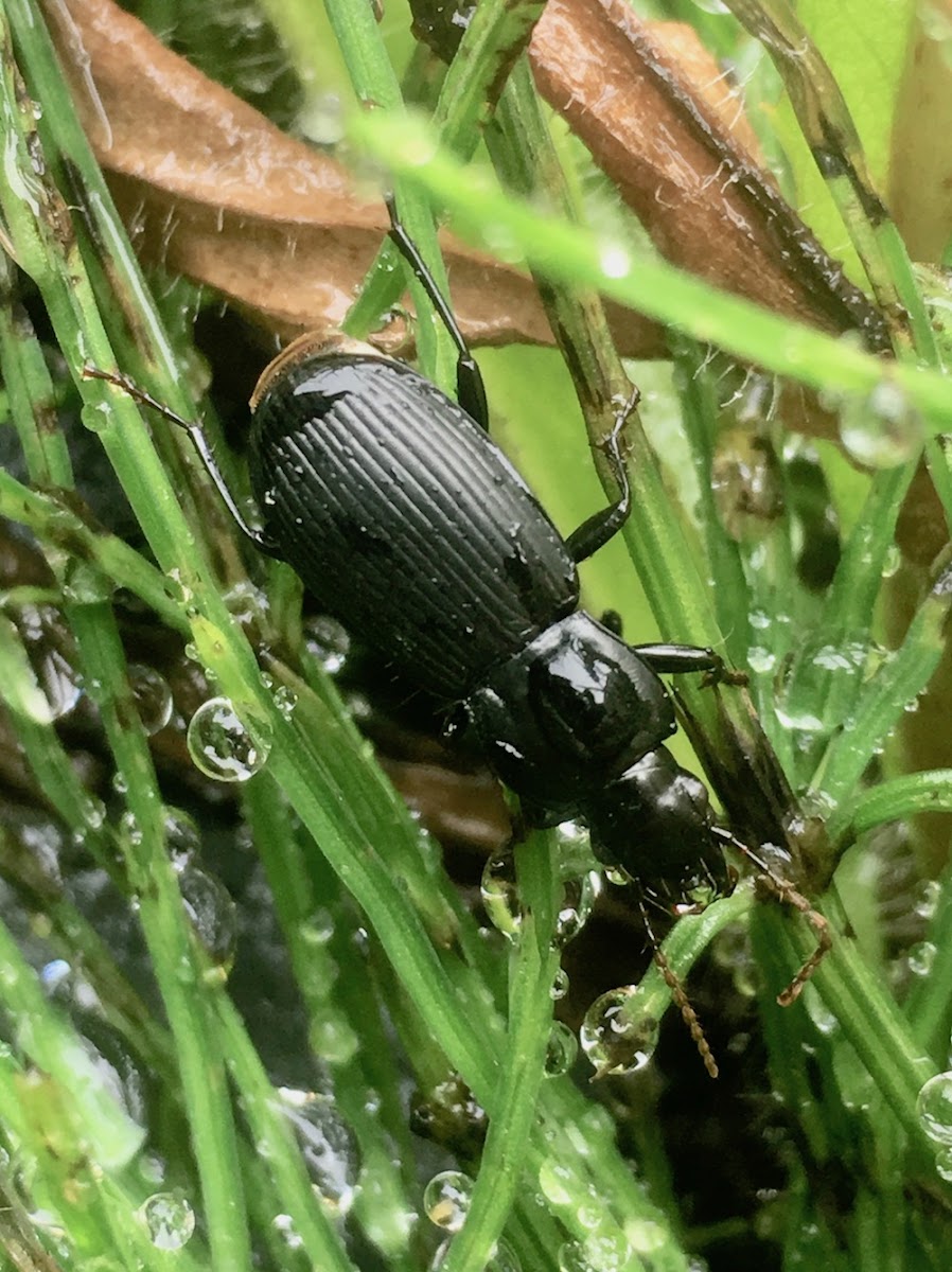 Woodland Ground Beetle