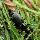 Woodland Ground Beetle