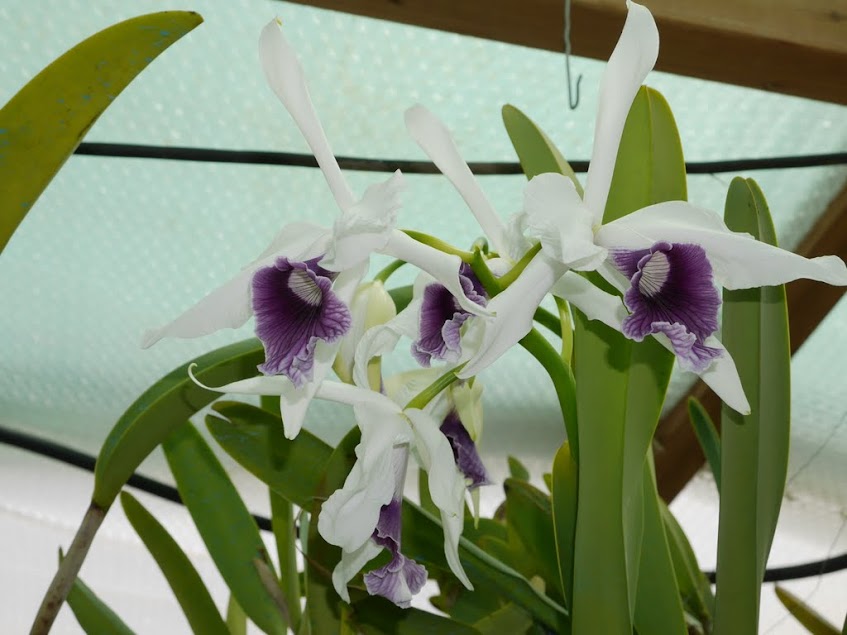 Cattleya (Laelia) purpurata f. coerulea (roxio-violeta x werkhauseri) Oo7a6EltdfBPvPv1bgC-bqvgb6RduPfqVrGWa-j8lwirsOADOhtYDUDD4xznV1IGRbHPpRqxKT4QdUPlSAWZCwgzhyicpIKC2_KLCqKZchRq2SZCYwtGNWx-egSSCk-_DL9wa05ZYIwfGqsWNysuWA4JFTDH-uvl5BiJH2NN6qxltkuSfhig4TNpzH1JytJ8Lgk0tg2w4SO74LWpwXeo2-eMkLaGIV0HyME7jbeBxELEYAHPZ7U4vjq4yiBMRO5wzd3EvMtJWcDnFBjwO_POQsnD9DK1hCv2Cxg2TgMKOjKJwiEdlTj8s7A9CI2mNXb1LNrdoyfn8e9v4k5d4JXWx3wI4oLINCVABLjvbPIu0yXRCy_A-E9dCInBPauBr34Vdwi6FtcdNJcZ05RNYHa4bmHIFkoabMPlwNcoi1aixxJUKRGf1qWSGZBzQ0w-EixtcAw1HBwfB-Lahb4R-iXw-uxt0D3-8oSpVLVAVJ8Eqhds1VuonhKu3bENJCCTVO6d9hxOWedZmffENsF2OEj9EzLIdT4pmRqbp4k-S-BrHAkDpTuU5MQxkwYHqf0VnB6fiJU7JebFWO2xMtqHleIslxR1ENebkZSLCS76dJMnhhcawS0_ETxw=w847-h635-no