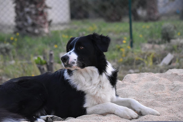 Cane pensieroso di flavio_salomone