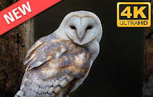 Owls HD Wallpapers Birds New Tab Theme small promo image