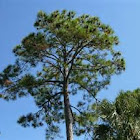 Slash pine