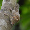 Plain Pygmy Squirrel