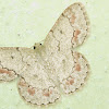 Geometer Moth