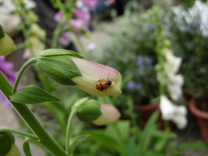 Coccinella sul fiore di lucaturati